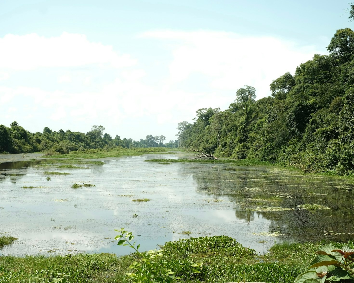 The Rich Biodiversity of the Niger Delta